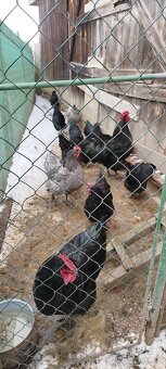 Nasadové vajíčka australorp - 2