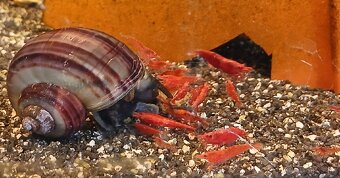 Krevetky- Neocaridina - 2
