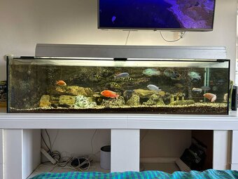 Akvarium s rybičkami - 2