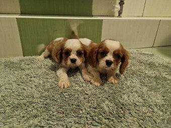 Cavalier, kavalier - 2