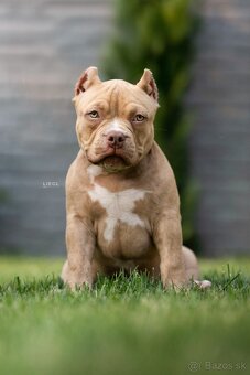 American bully s PP - 2