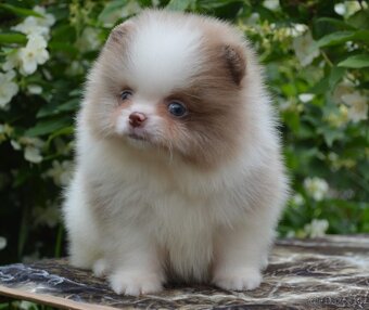Na prodej – Pomeranian štěně (2 měsíce) - 2