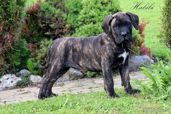 Cane Corso štěňata s FCI P - 2