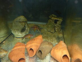 Neolamprologus buescheri kamakonde "Zair gold" - 2