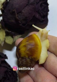 Archchatina rhodostoma Benin albino body - 2