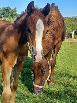 Klisnička Quarter horse - 2