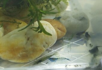 Predám mladé akváriové krevety – modré a hnedé - 2