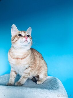 BIBI SI HĽADÁ DOMOV VO VNÚTRI - 2