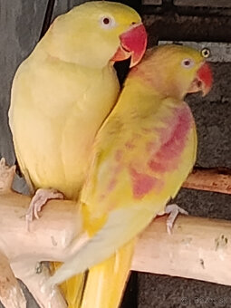 Predám 1:0 ALEX.VELKÝ LUTINO RED FACTOR 2024 - 2