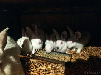 Králiky hyplus - 2