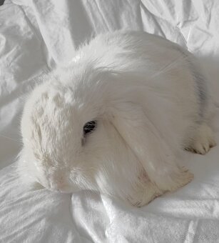 Minilop Teddy Samička s VP - 2