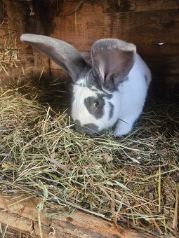 Ponúkam na predaj - 2