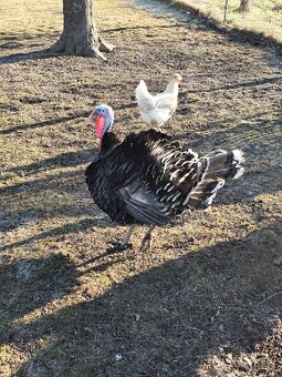 Moriak bronzový - 2