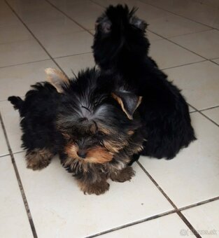 Yorshirský terier-šteniatka - 2