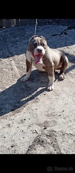 American bully - 2