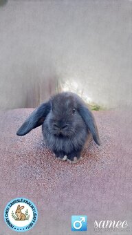Zakrsly králik, Zajačik, Baranček, minilop, levik, teddy - 2