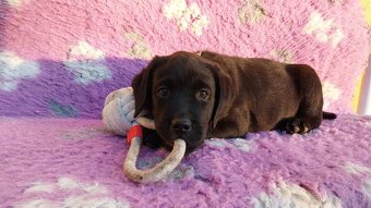 Labrador s PP žlté a čierne šteniatka - 2