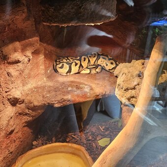 Python kráľovský - 2