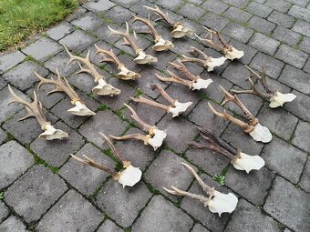 Srnčie trofeje parohy - 2