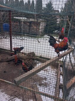 Predám alebo vymením - 2