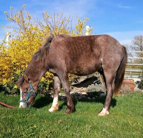 Welsh Mountain Pony - 2