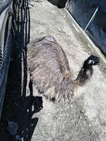 Emu australsky - 2