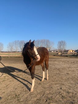 Quarter horse Gunner - 2