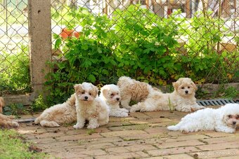 Maltipoo (malteze +Pudel = maltipoo) - 2