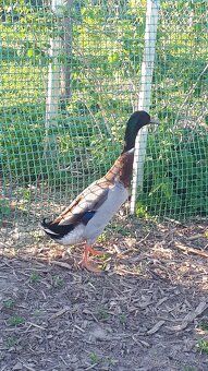 Indicky bezec kacer - 2