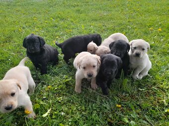 Labrador retriever - šteniatka bez PP - 2