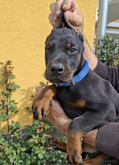 DOBERMAN ŠTENIATKA S FCI P.P - 2