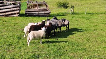 Romanovska ovca, Baran Dopper, Texel a Šarolak - 2