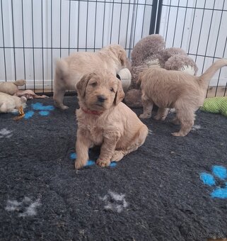 Goldendoodle - 2