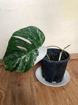 Monstera albo variegta - 2