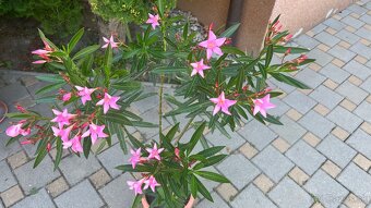 Krásny ružový Oleander - 2