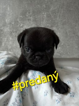 Predám šteniatka mops - 2