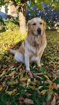 Zlatý retriever na krytie - 2