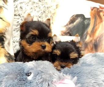 Yorkshire terrier - šteniatka s PP - 2
