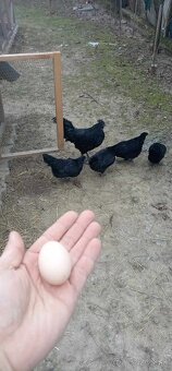 Kuriatka-Ayam cemani - 2