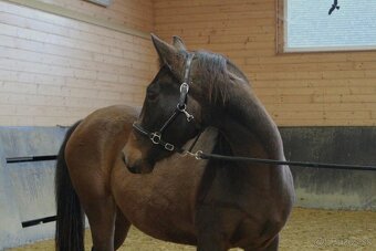 Kobyla na predaj - 2
