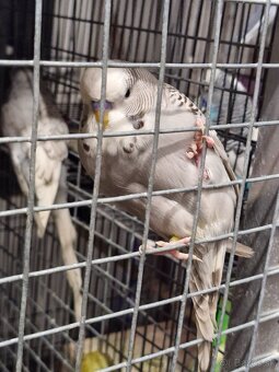 Predám andulky po polovystavnych rodičoch - 2