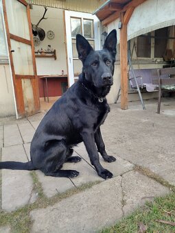 Nemecký ovčiak - 2