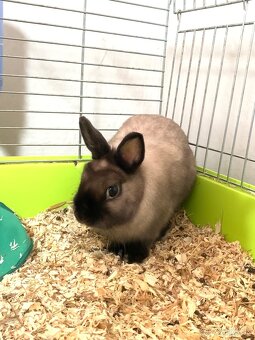 Darujem králička. - 2