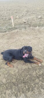 Rottweiler na krytie - 2