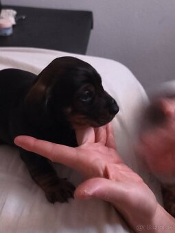 Trpaslíci jazvečík - 2