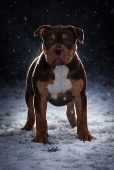 American Bully XL - 2