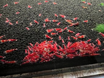 Caridina Super Crystal Red - 2