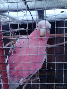 Kakadu ružový - 2