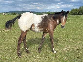 Ročná kobylka Appaloosa - 2