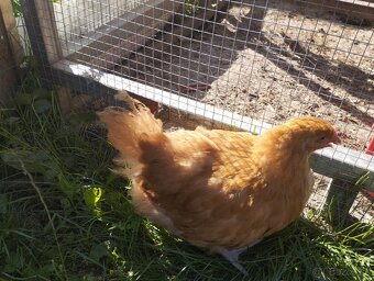 10 týždňové Sasex, Orpington, Faverolky,Marans - 2